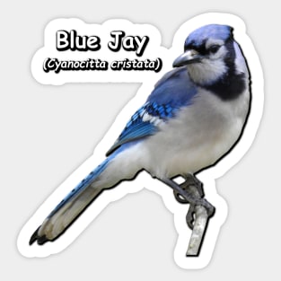 Blue Jay Sticker